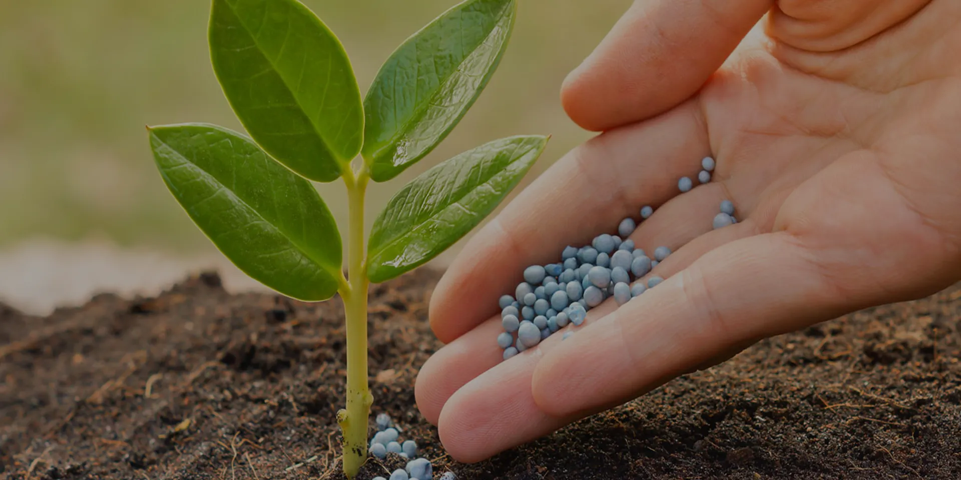  how to use complex fertilizer