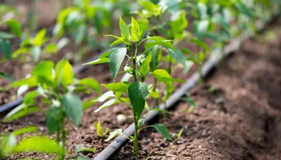 Drip irrigation
