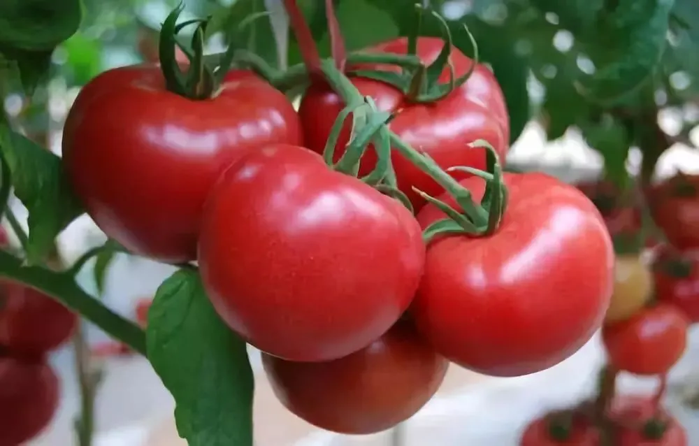 What type of fertilizer do tomatoes need at each growth stage?