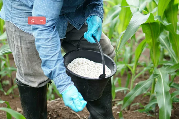 NPK fertilizer frequency for crops