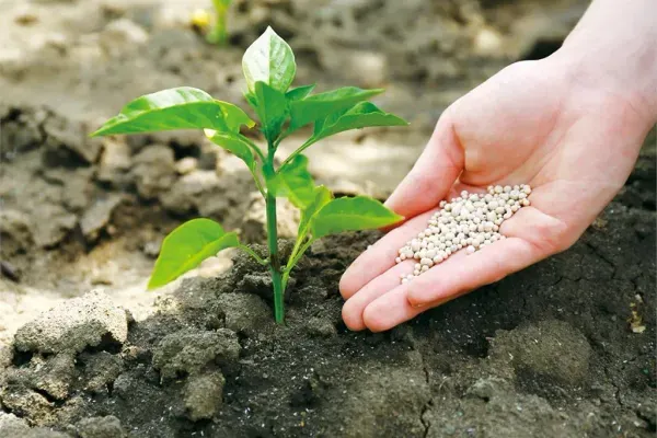 What is the impact of fertilizer on plant growth