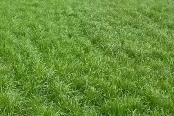 Light commercial tip for turf managers