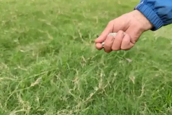 What is the best time to fertilize a lawn with nitrogen?