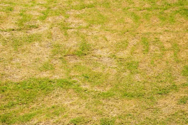 What are the signs of nitrogen deficiency in grass