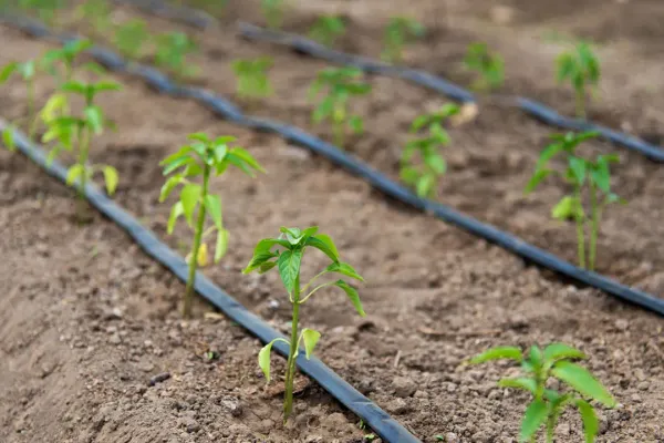 drip irrigation system