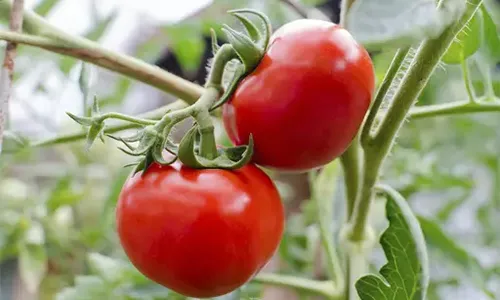 Matching Fertilizer Formulation to Your Production System